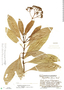 Psychotria lorenciana image