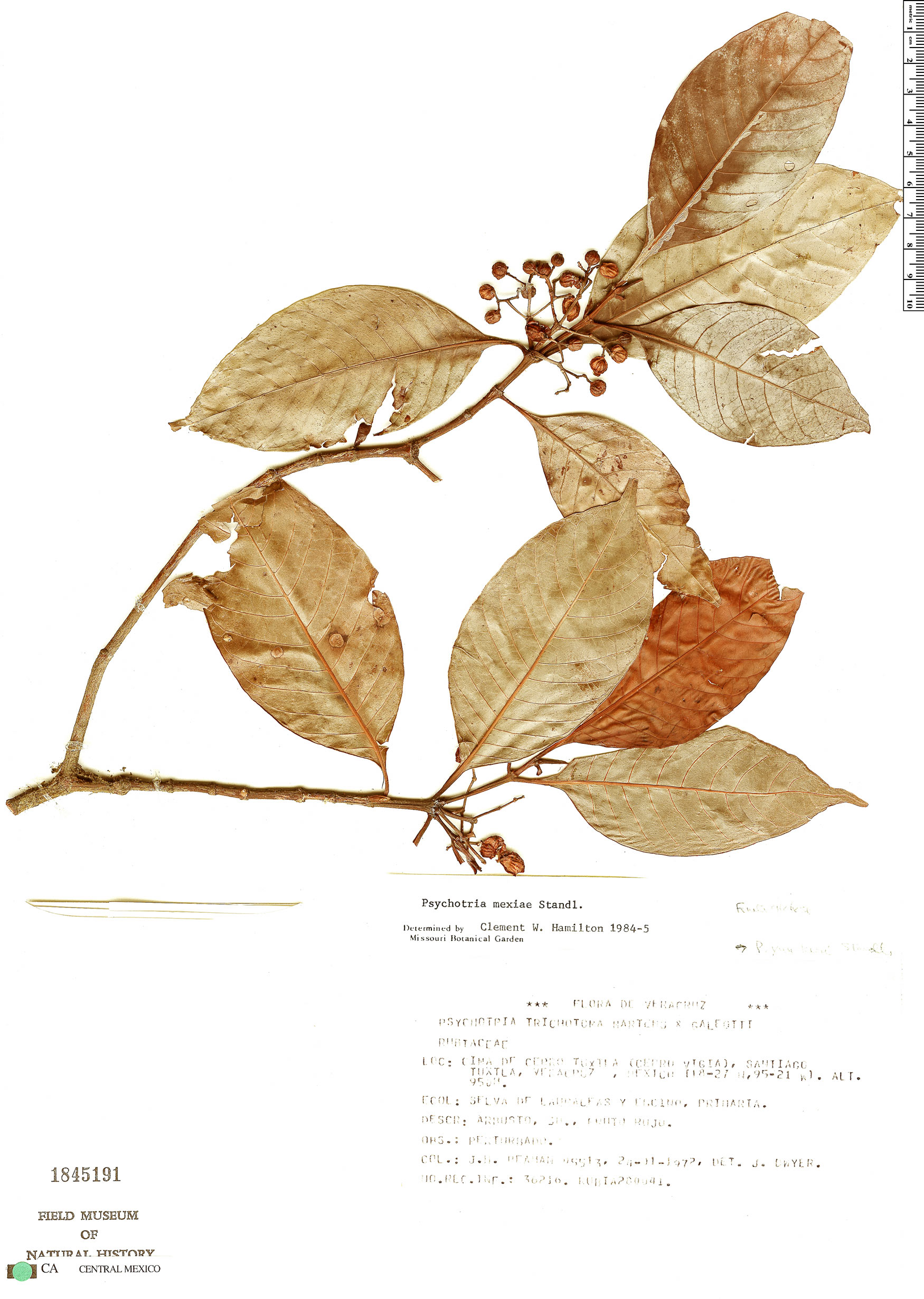 Psychotria mexiae image