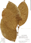 Image of Psychotria microbotrys
