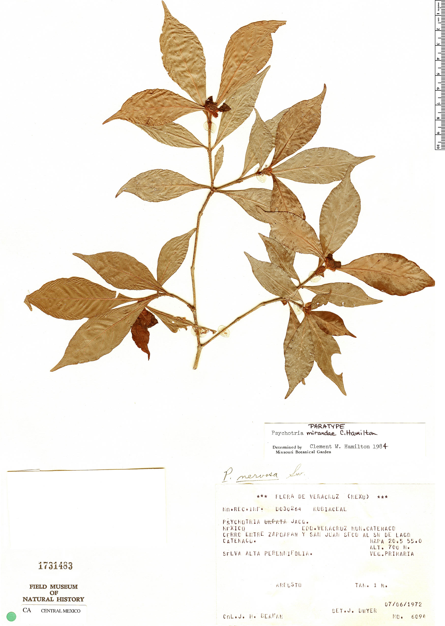 Psychotria mirandae image