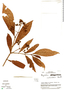 Psychotria monteverdensis image