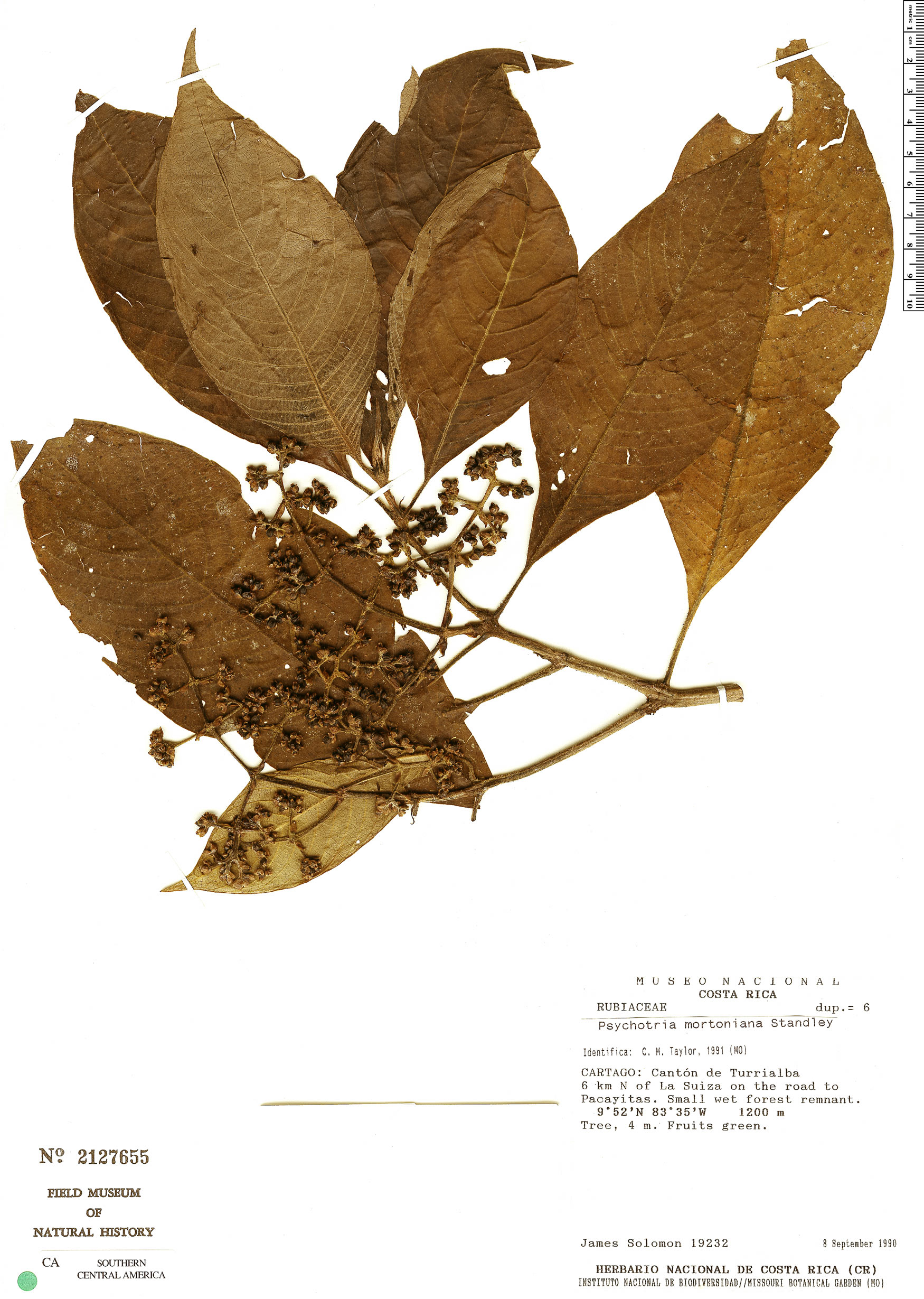 Psychotria mortoniana image