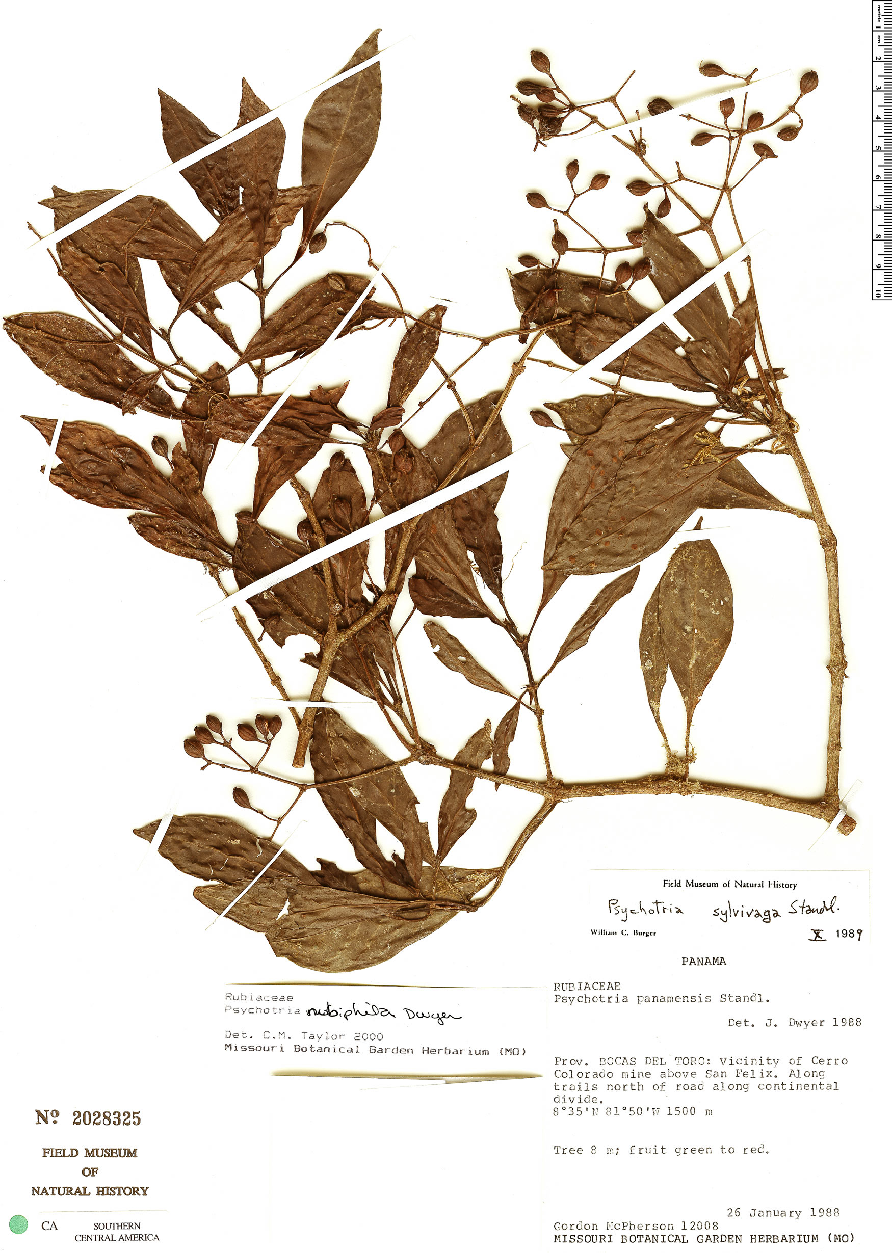 Psychotria nubiphila image