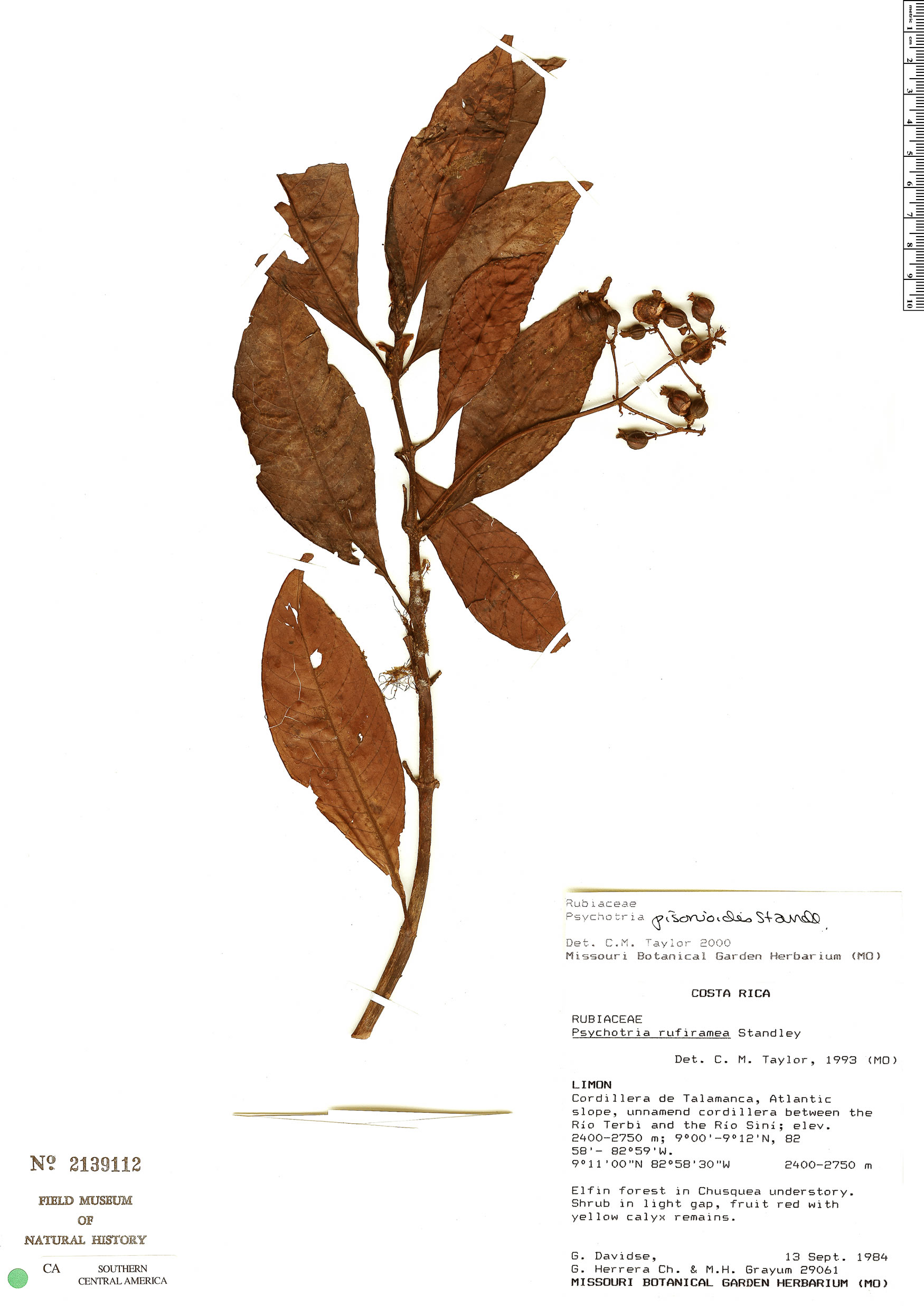 Psychotria saloiana image