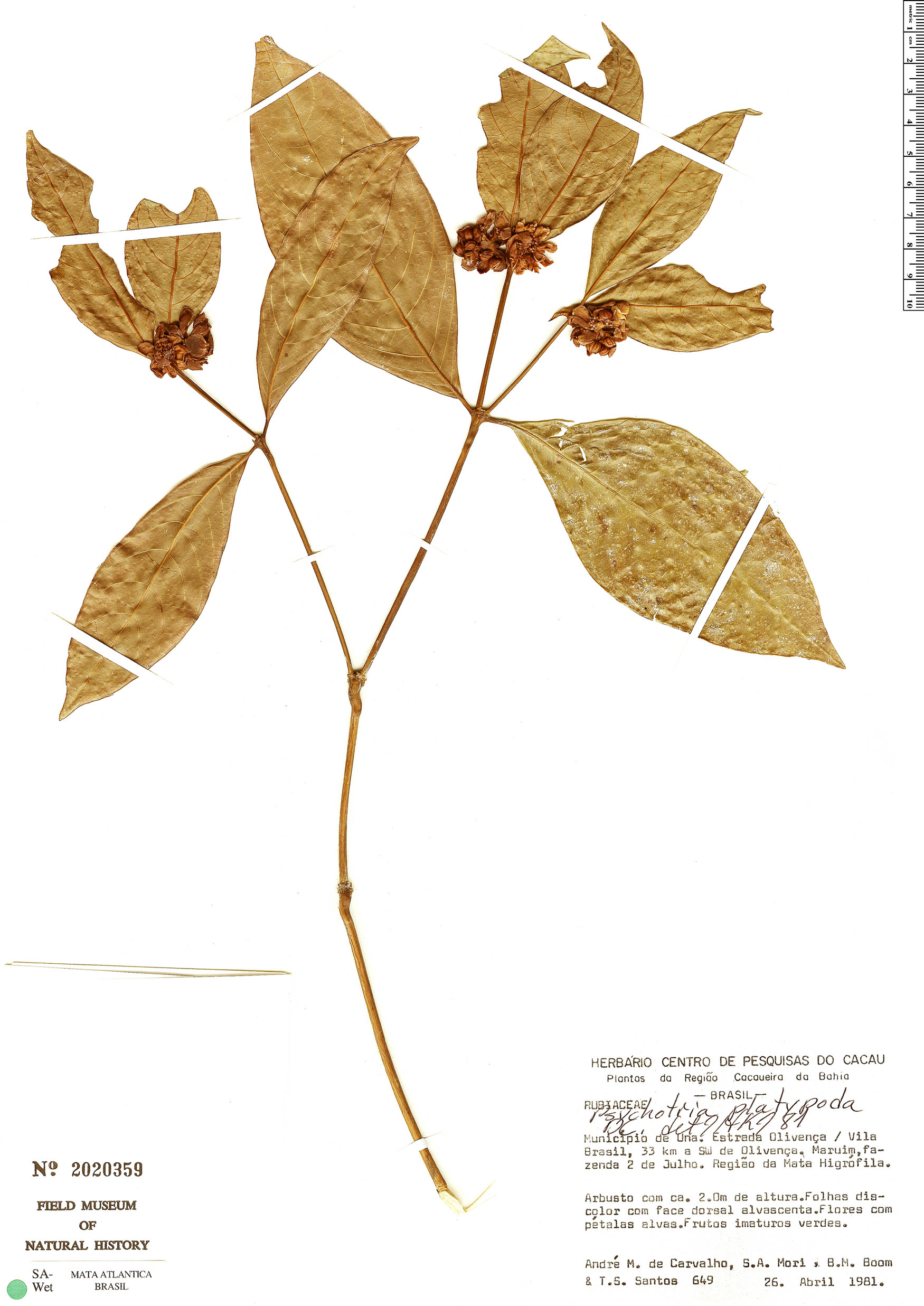 Palicourea dichotoma | Rapid Reference | The Field Museum