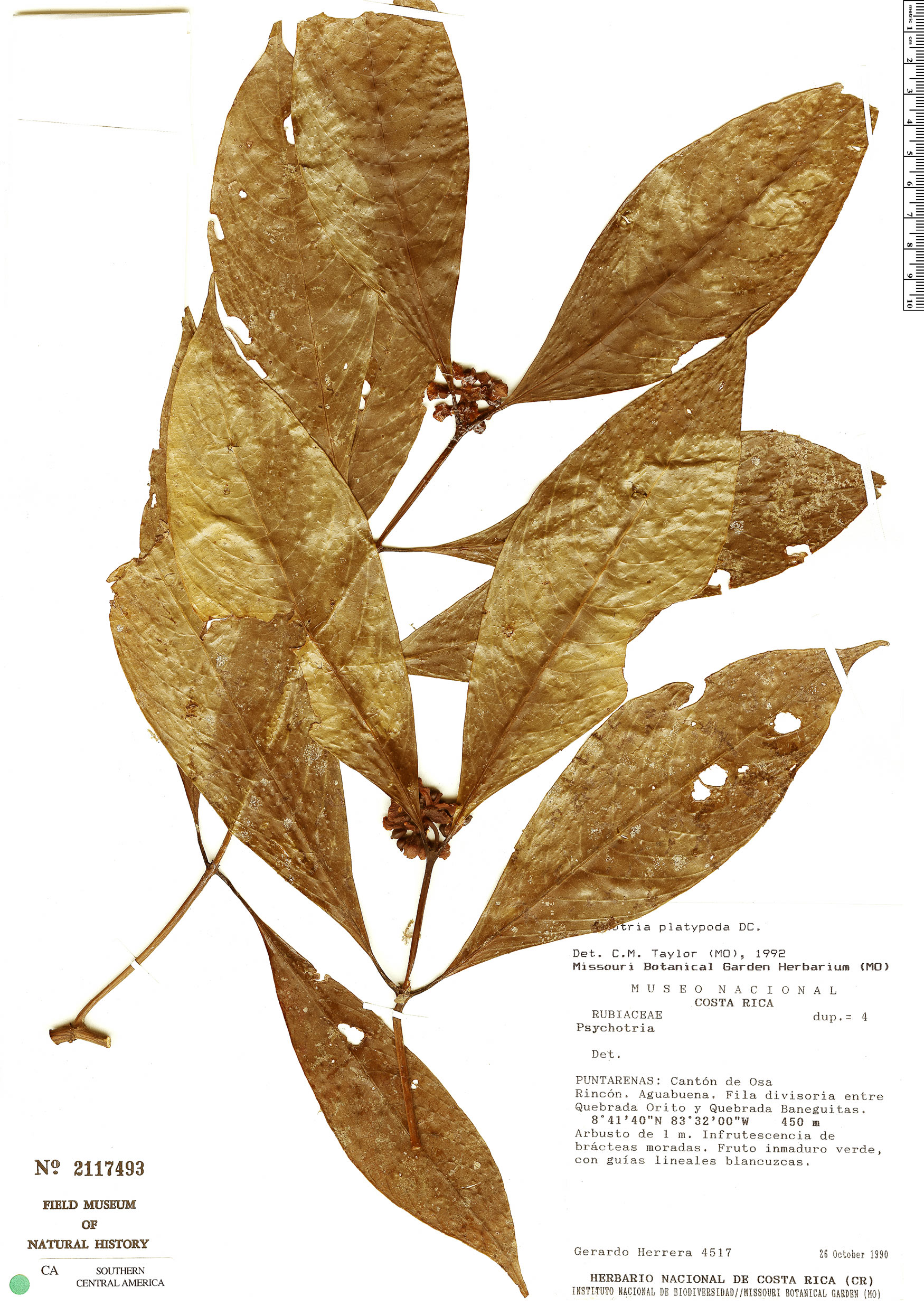 Psychotria platypoda image