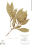 Psychotria sarapiquensis image