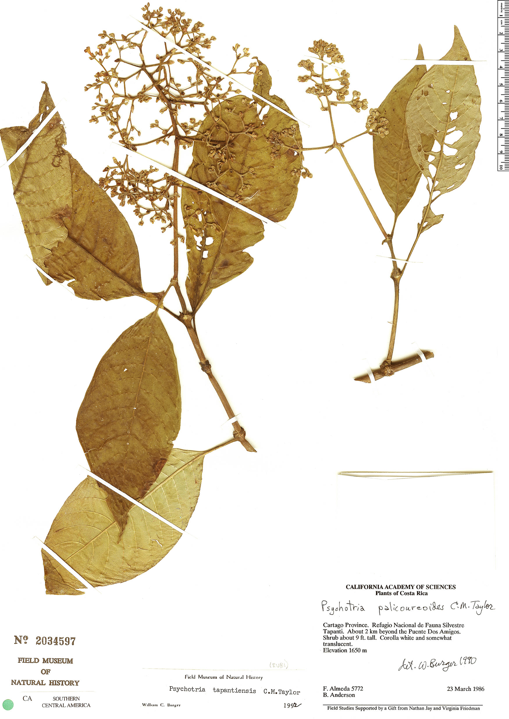 Psychotria tapantiensis image