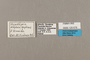 125676 Hypothyris daphnis daphnis labels IN