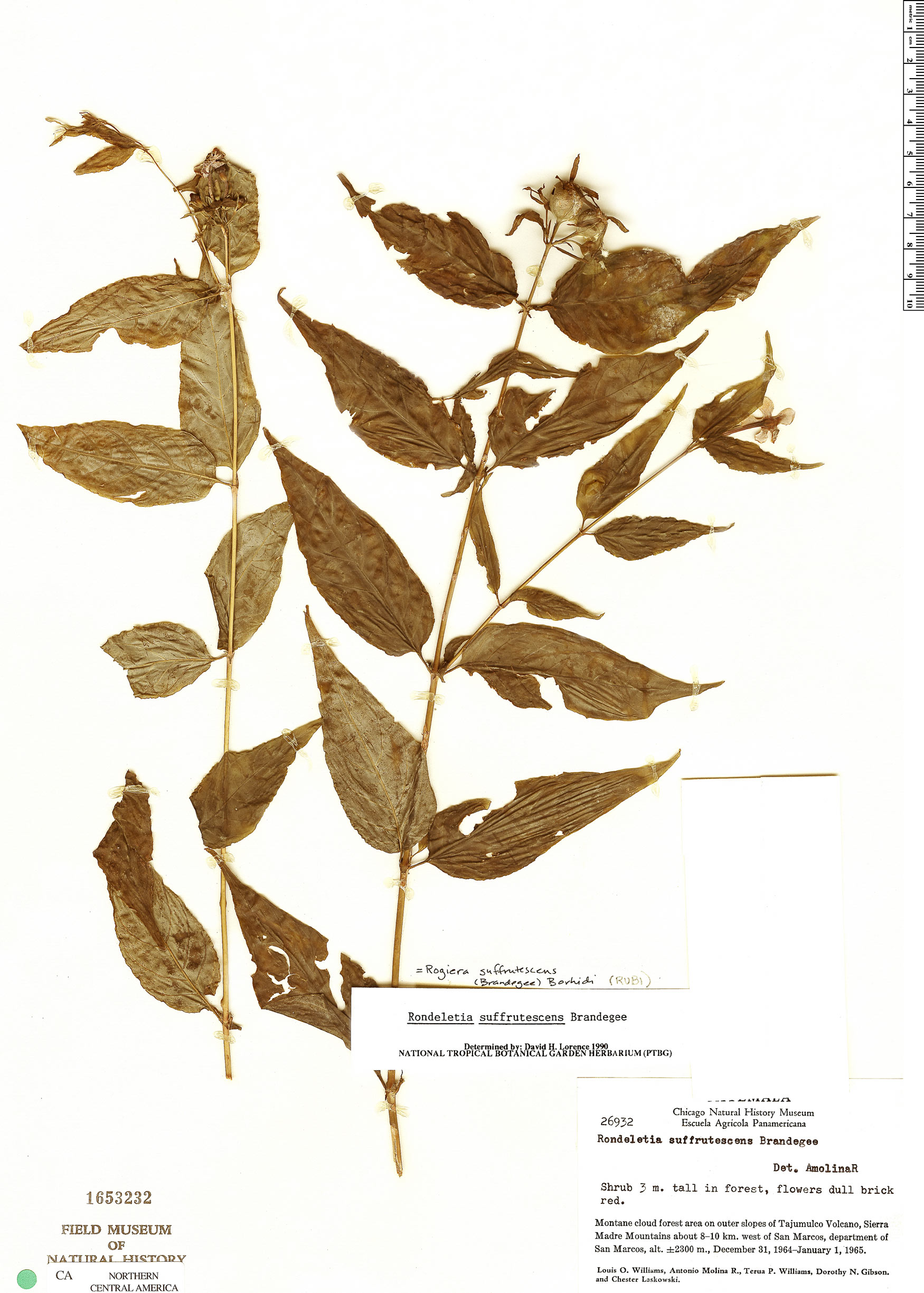 Rovaeanthus suffrutescens image