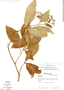 Rondeletia hameliifolia image