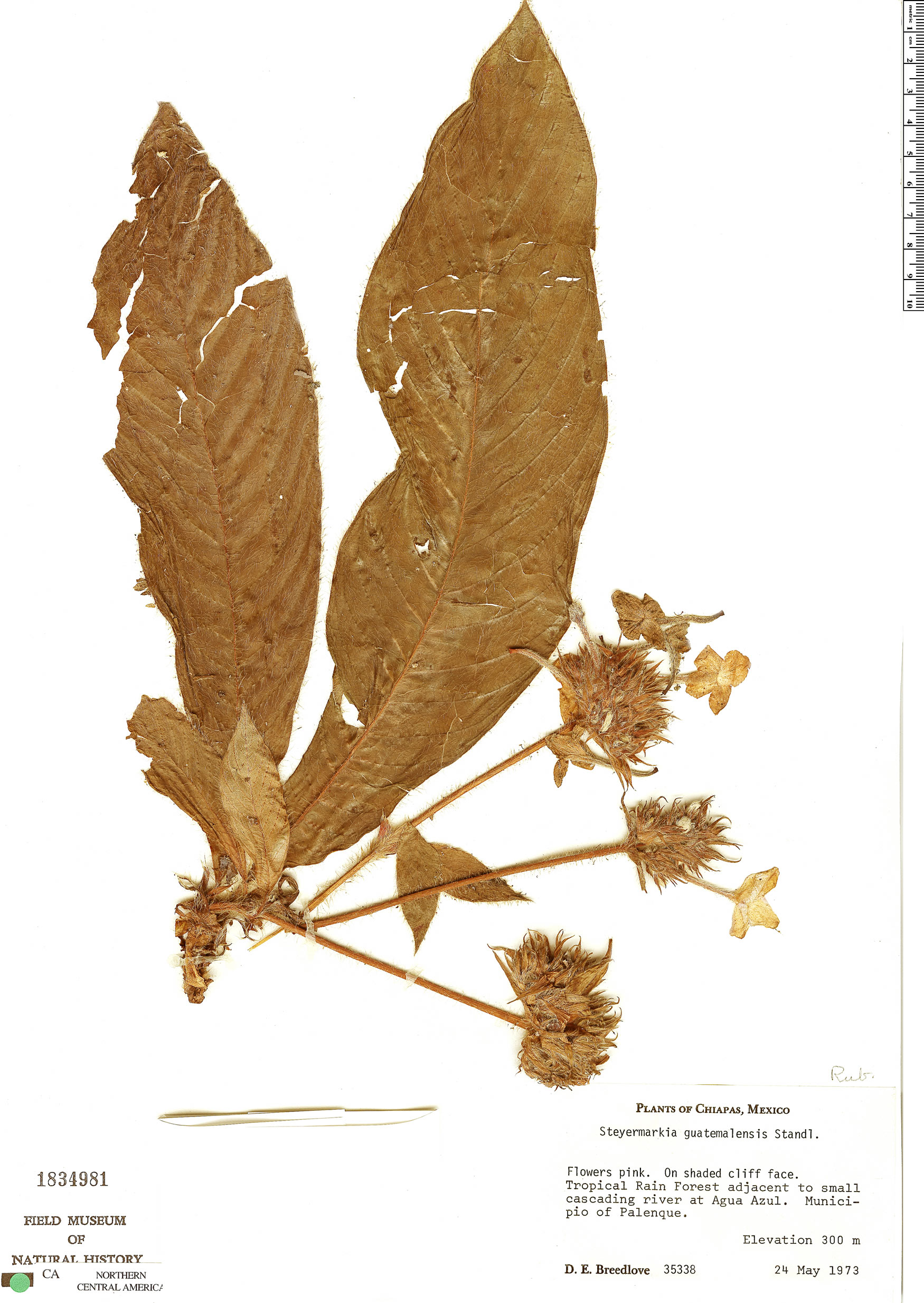 Steyermarkia guatemalensis image