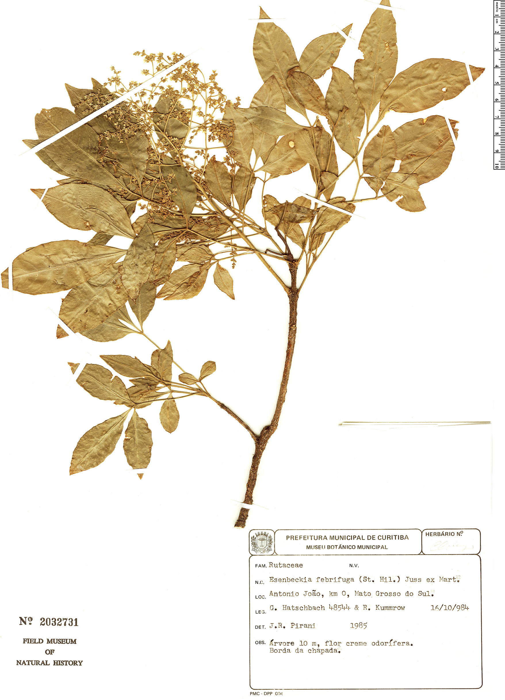 Esenbeckia febrifuga Rapid Reference The Field Museum