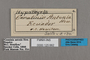 125662 Hypothyris lycaste antonia labels IN
