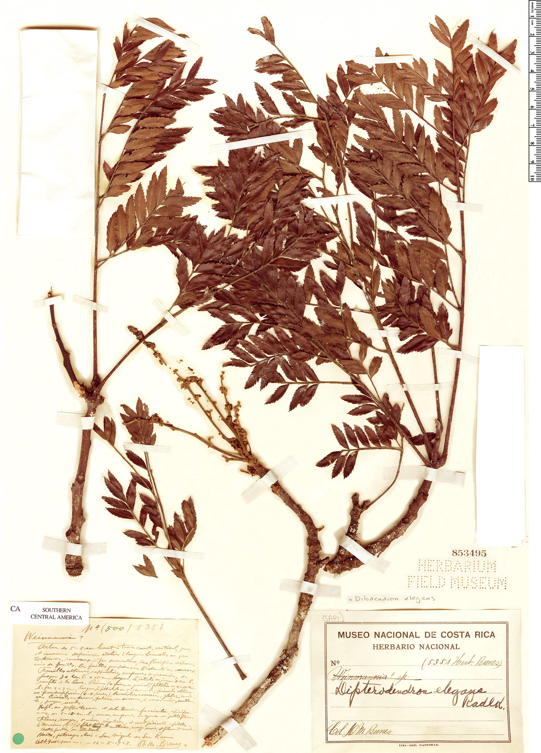 Dilodendron elegans image