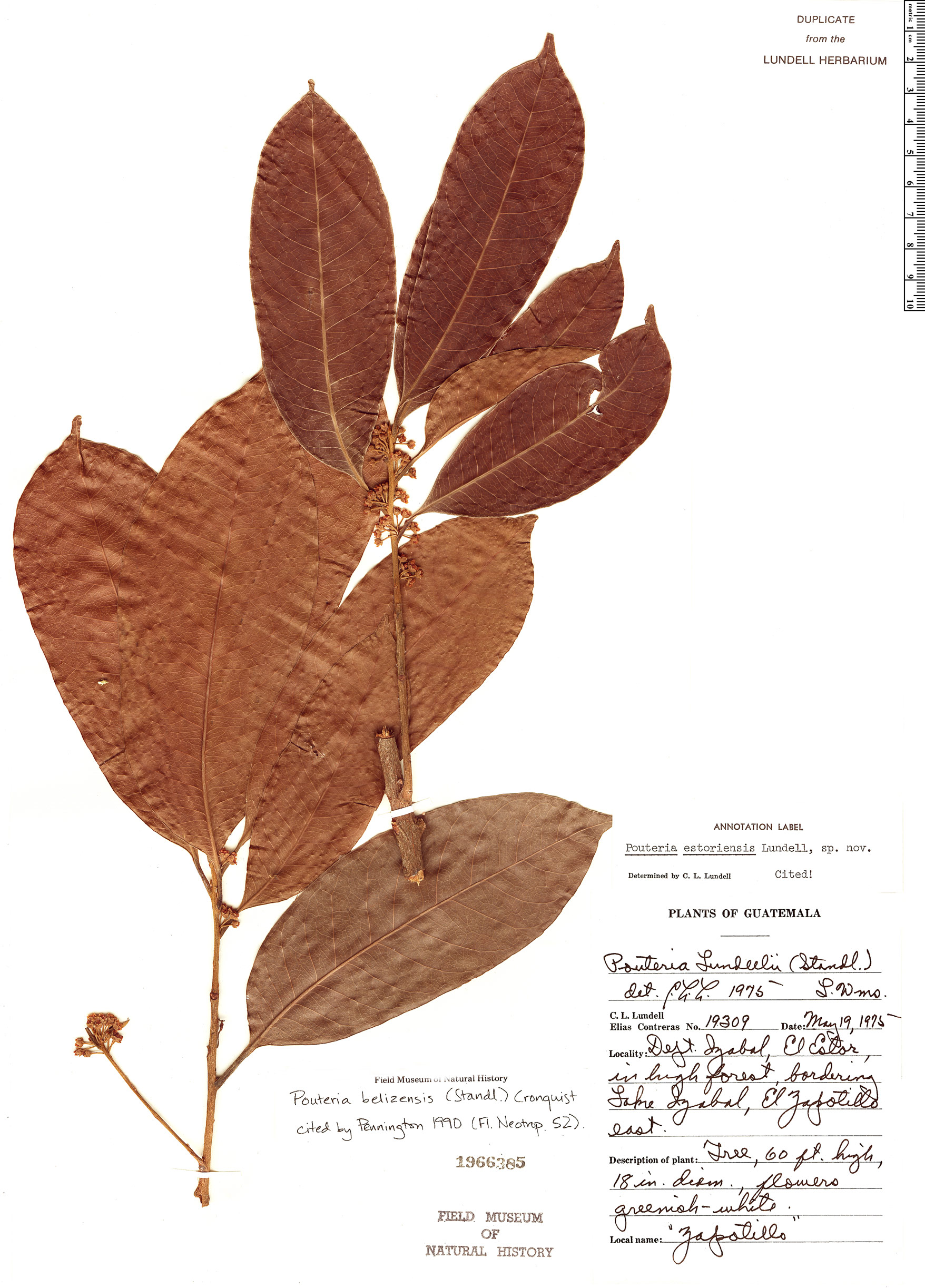 Pouteria belizensis image
