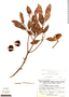 Pouteria exfoliata image