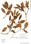 Pouteria exfoliata image