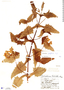 Calceolaria perfoliata image