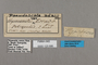 125686 Pseudoscada erruca labels IN