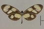 125693 Callithomia lenea epidero d IN