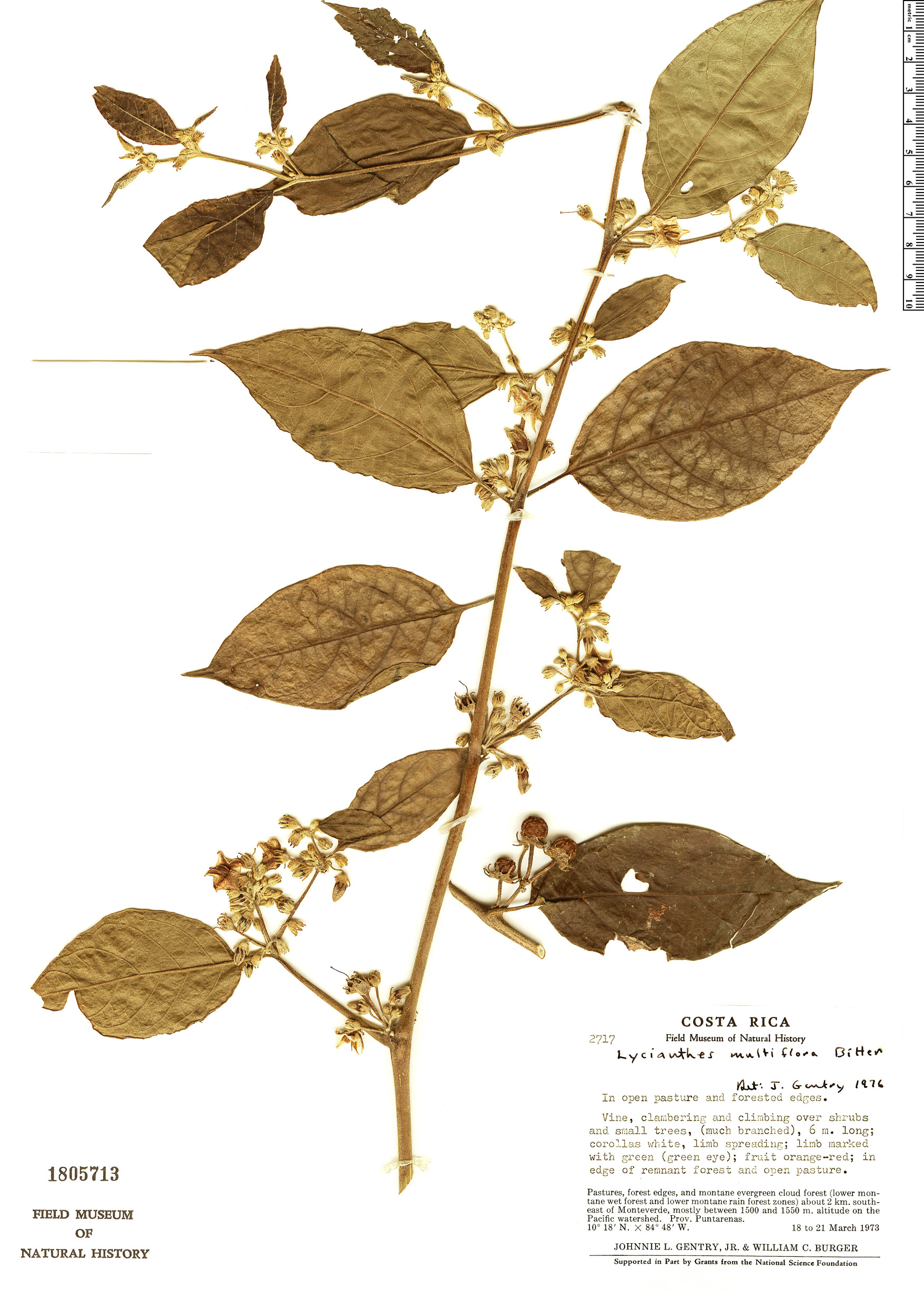 Lycianthes multiflora image