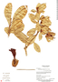 Schultesianthus crosbyanus image