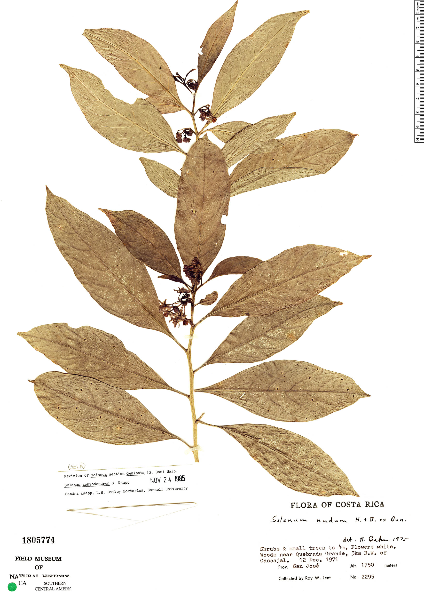 Solanum aphyodendron image