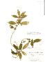Solanum incomptum image