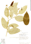 Solanum lepidotum image