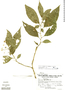 Solanum pastillum image