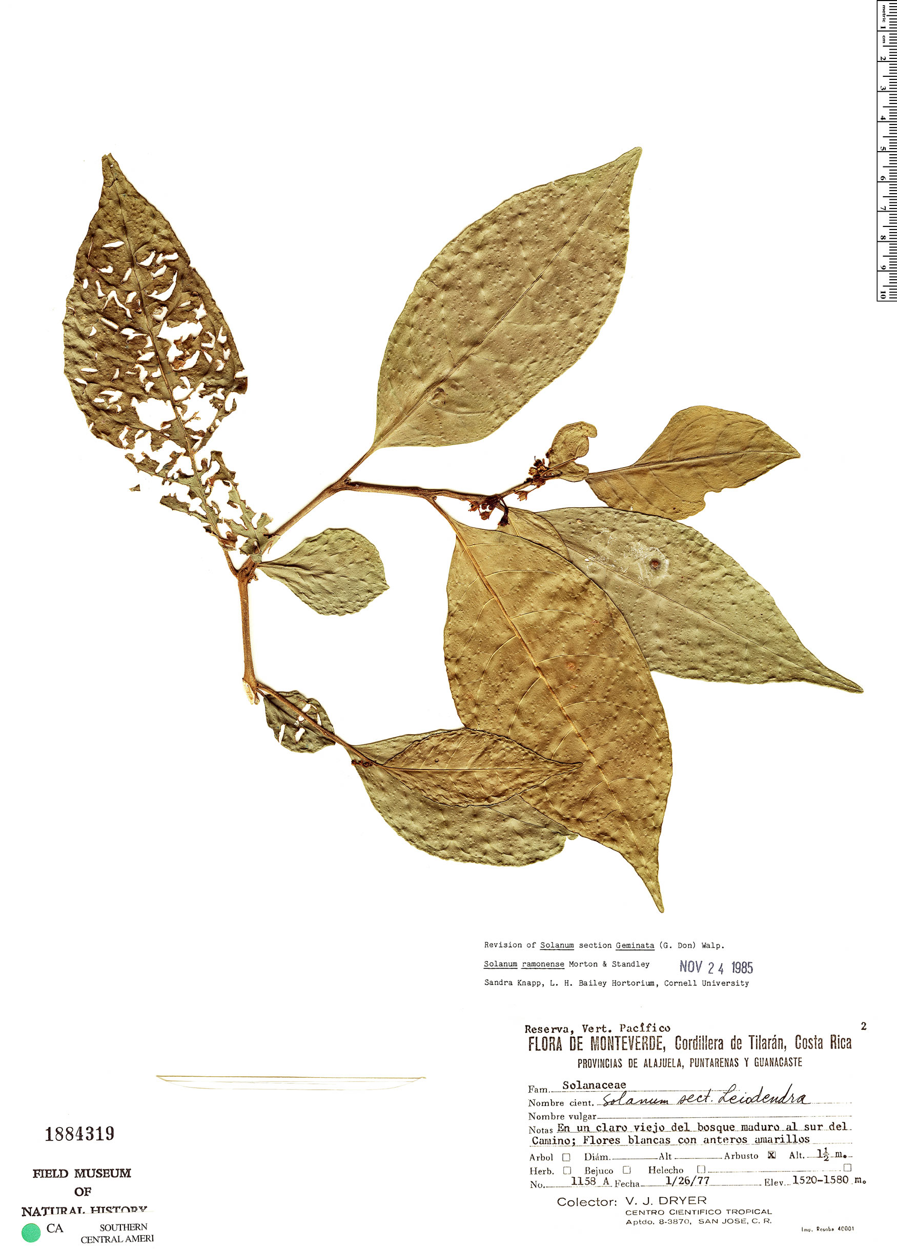 Solanum ramonense image