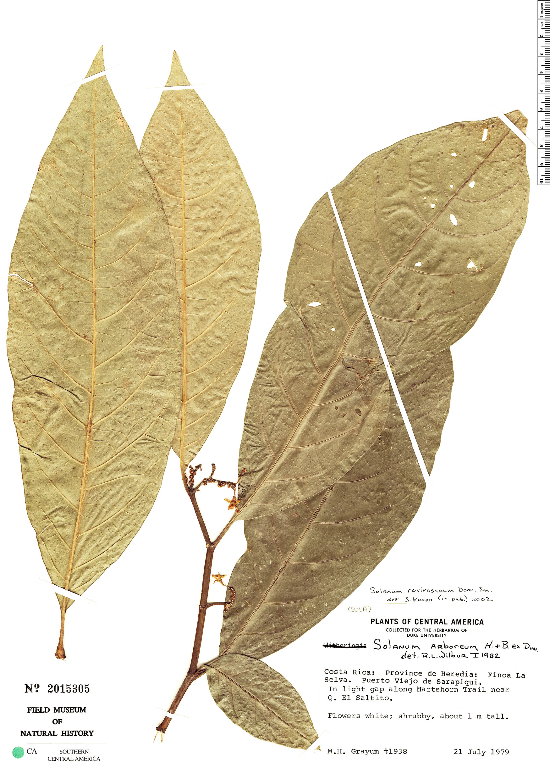Solanum rovirosanum image