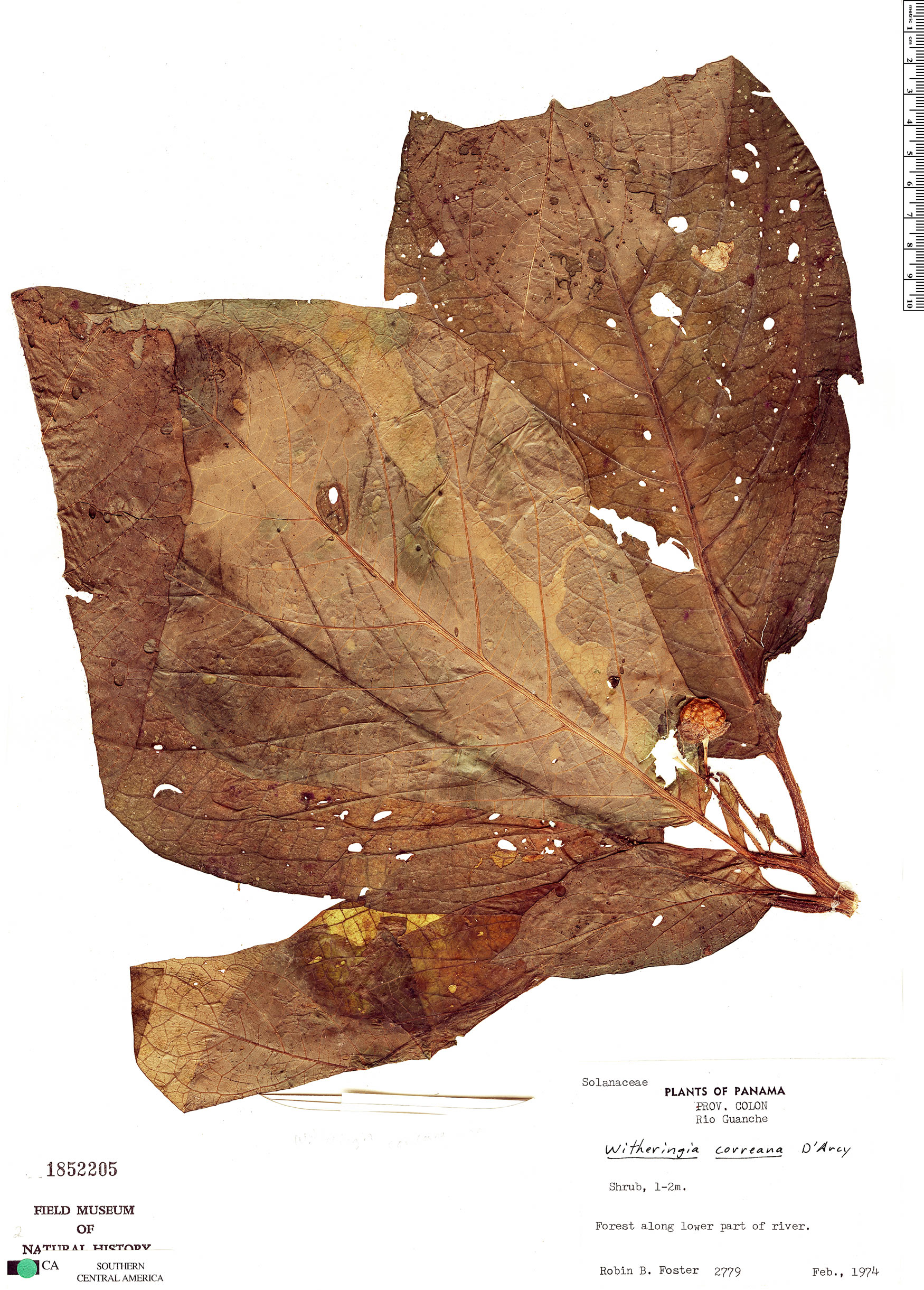 Witheringia maculata image