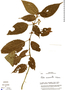 Image of Pilea acuminata
