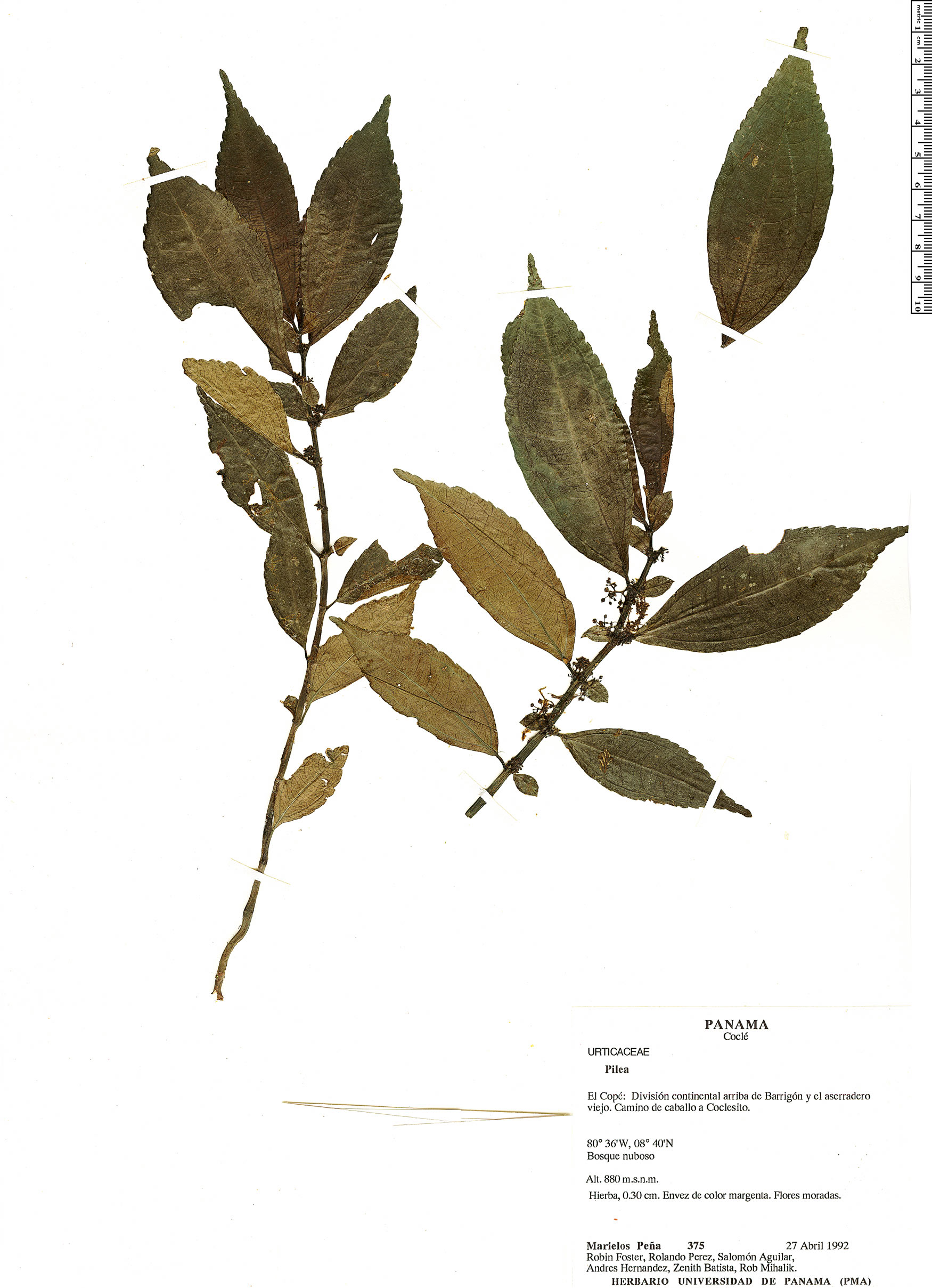 Pilea Rapid Reference The Field Museum