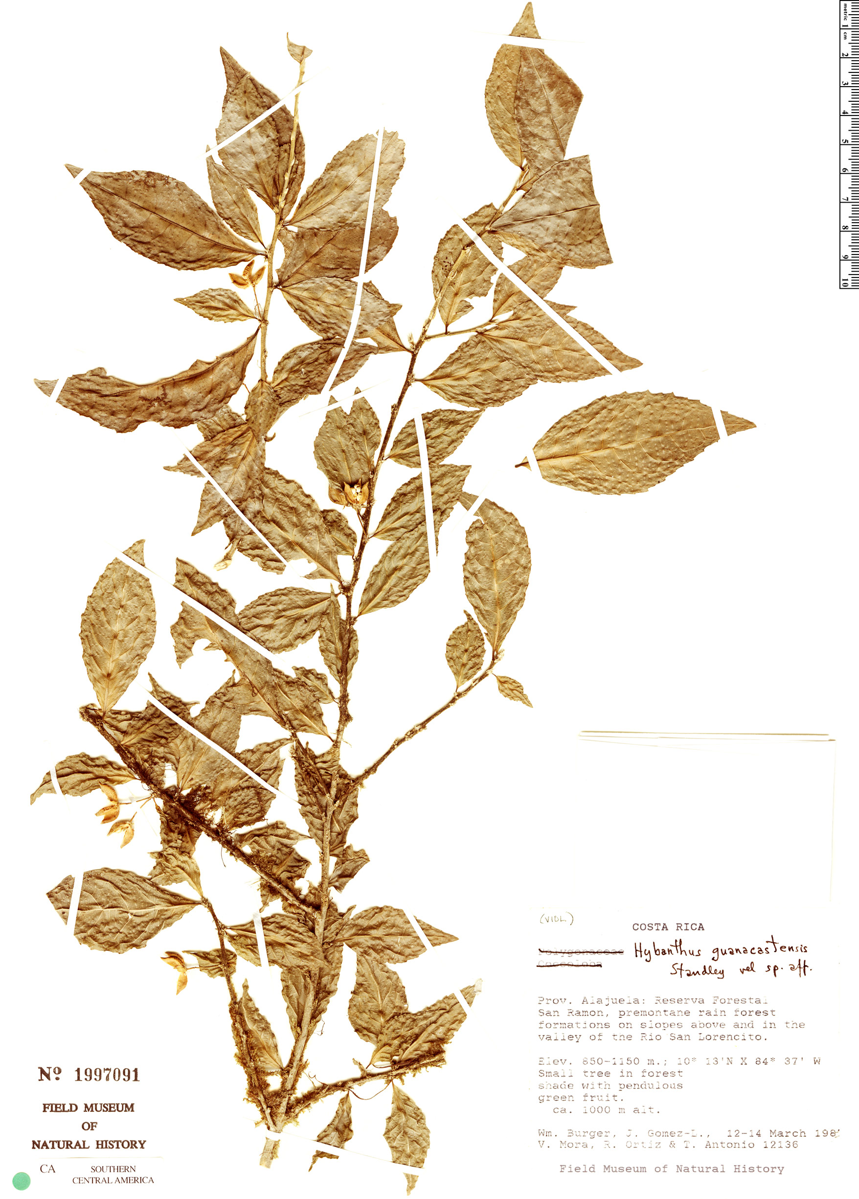 Hybanthus guanacastensis image