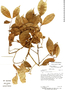Rinorea lindeniana var. fernandeziana image