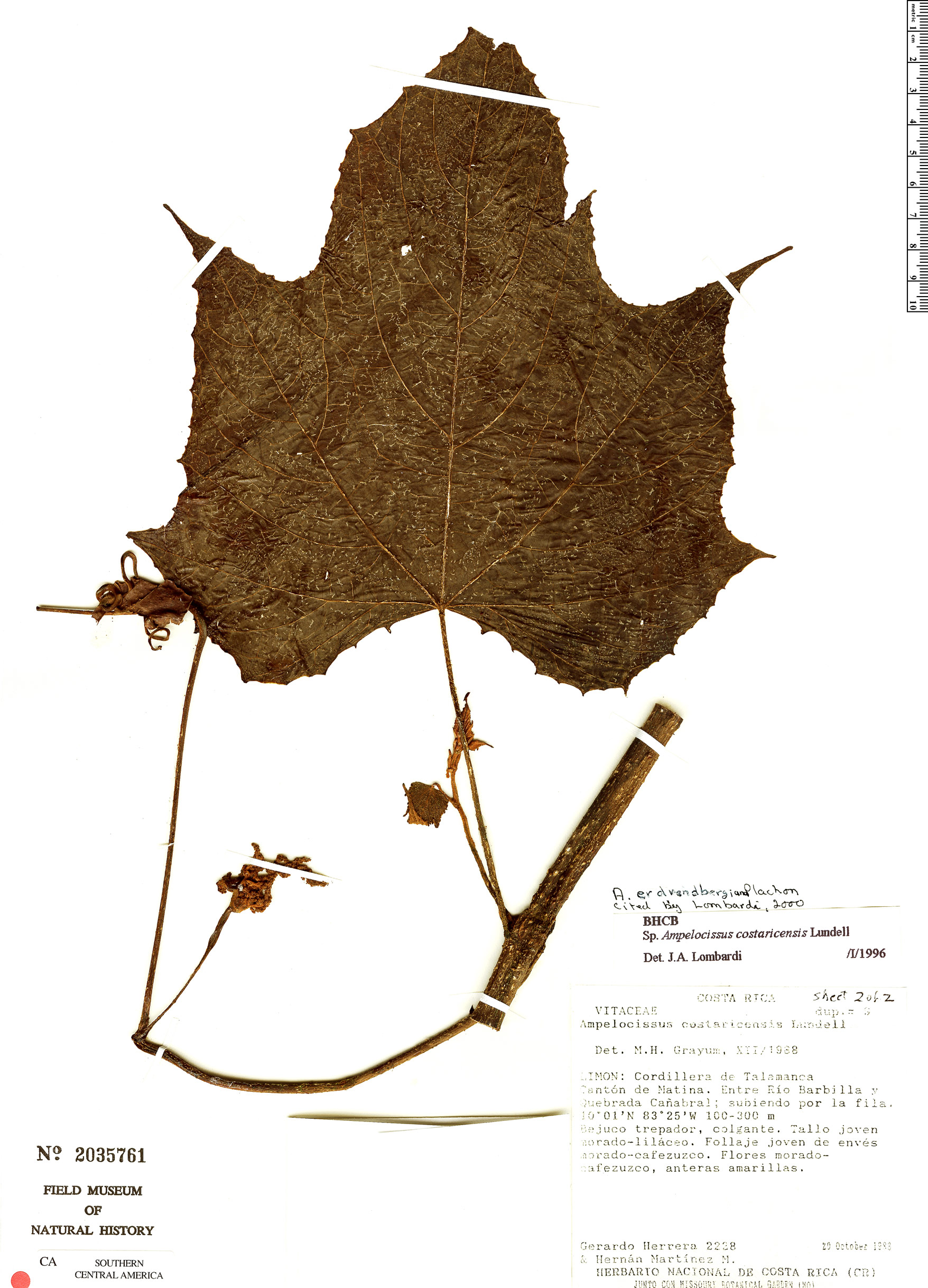 Ampelocissus javalensis image