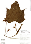 Ampelocissus javalensis image