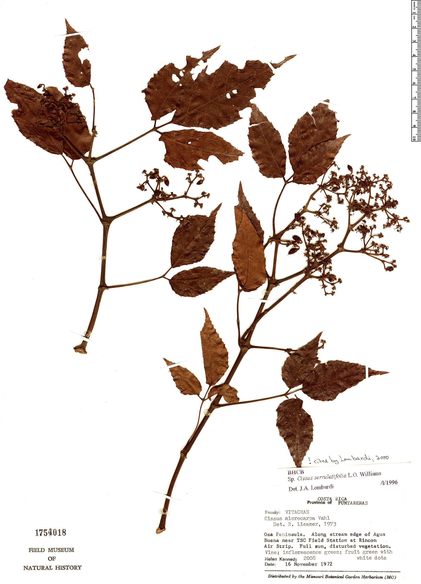 Cissus serrulatifolia image