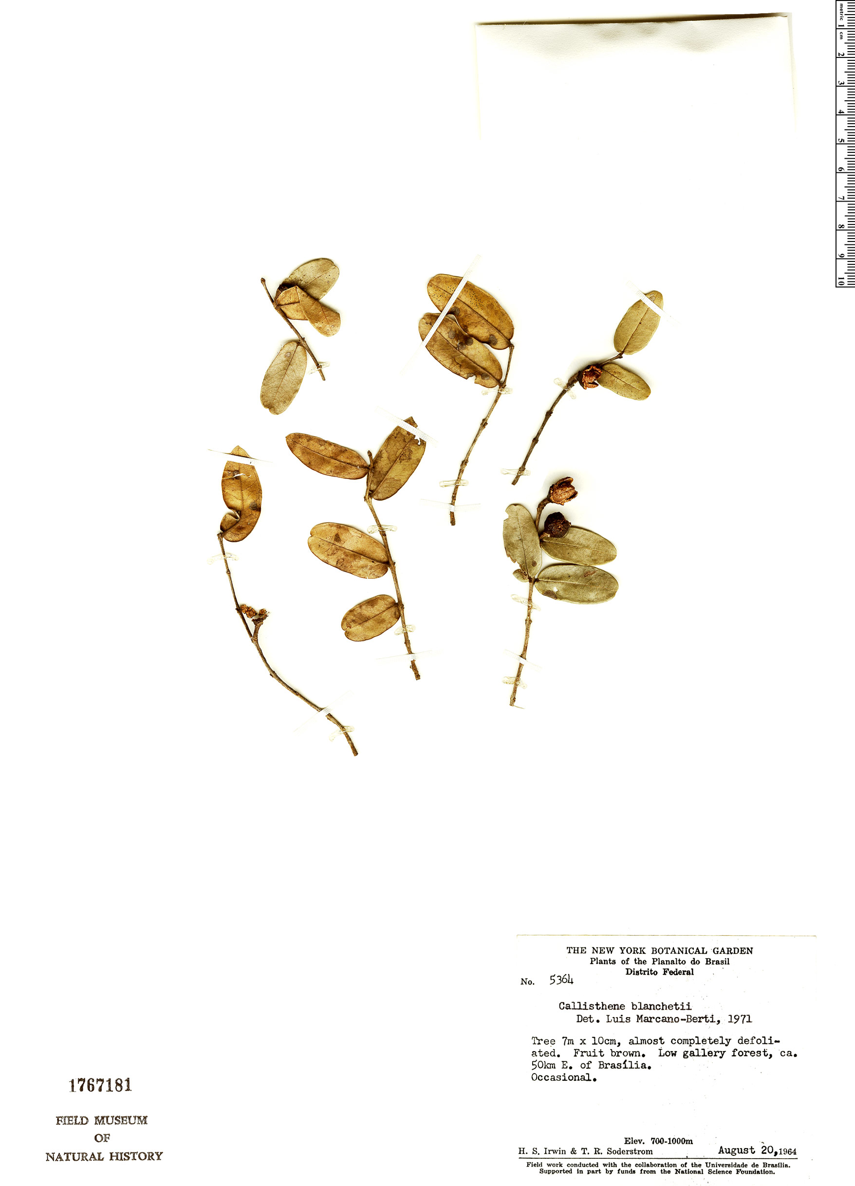 Callisthene major Rapid Reference The Field Museum
