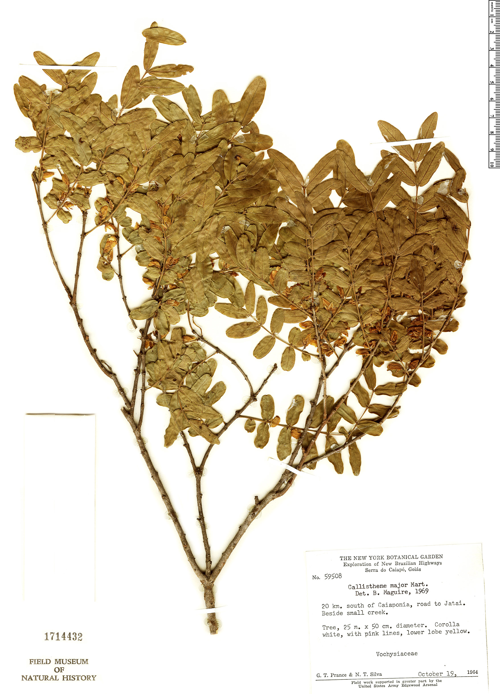 Callisthene major Herbário Rapid Reference The Field Museum