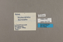 125718 Hypothyris anastasia honesta labels IN