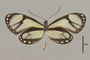 125724 Ithomia salapia derasa v IN