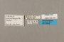 125725 Ithomia agnosia pseudoagalla labels IN