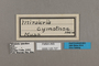 125727 Pagyris cymothoe labels IN