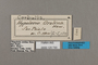 125730 Brevioleria aelia orolina labels IN