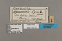 125731 Mcclungia cymo labels IN
