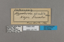 125742 Heterosais giulia labels IN